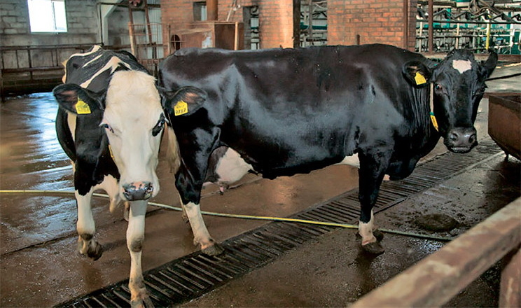 Корови-рекордсменки «Вітчизни» дають понад 13 тис. л молока