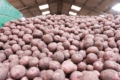 ФАО надало насіннєву картоплю 17.7 тис. домогосподарств