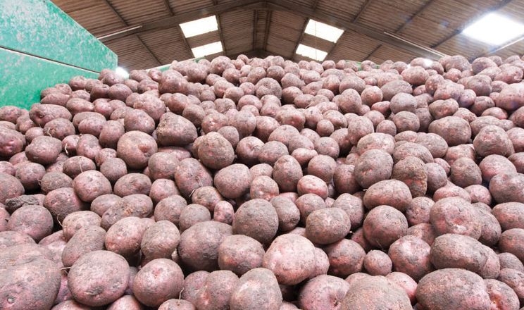 ФАО надало насіннєву картоплю 17.7 тис. домогосподарств