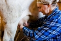 Понад третина виробників молока працевлаштувала вимушених переселенців, - АВМ