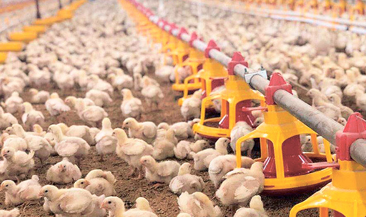На форумі Poultry Farming розкажуть, як отримати від годівлі птиці максимум