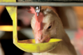 Як отримати максимальний ефект від підкислювачів для птиці, розкажуть на форумі Poultry Farming