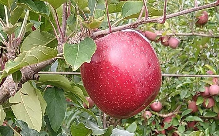 У Бразилії вивели 100% пурпурове яблуко Gala