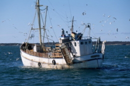 Понад 90% українських рибалок припинили діяльність у Чорному морі