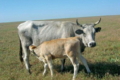 Фермер хоче створити кріобанк етнічних українських корів