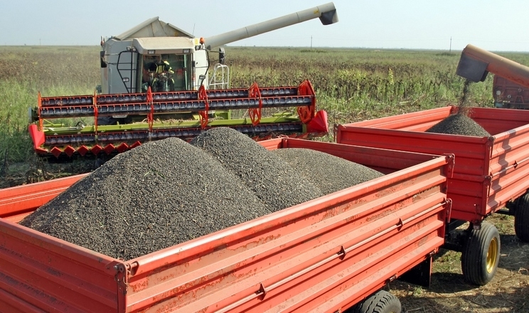 Європейські заводи тимчасово обмежують поставки українського соняшника