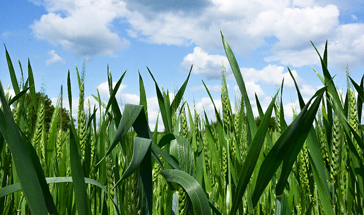 Важливе значення має майбутній урожай