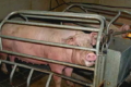 Сучасна система годівлі свиноматок має повільне дозування корму