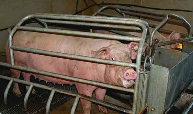 5 вагомих промислових свиногосподарств намагаються працювати в окупації