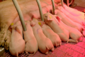 «Сігма» оновила поголів’я свиней і відмовилася від антибіотиків у виробництві