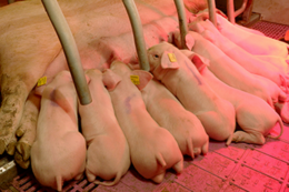 «Сігма» оновила поголів’я свиней і відмовилася від антибіотиків у виробництві