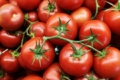 Генномодифіковані томати можуть стати джерелом провітаміну D3