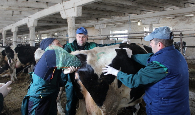 За трансплантації ембріонів від корови можна отримати кілька телят на рік