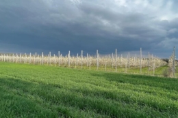 Ґрунти під черешню повинні мати хорошу водопроникність, але не перезволоженими
