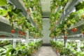 На японській вертикальній фермі цілорічно вирощуватимуть суниці