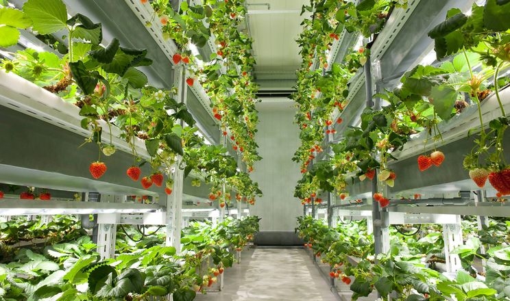 На японській вертикальній фермі цілорічно вирощуватимуть суниці