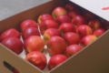 Щоб експортувати яблука за гарною ціною – треба продукція екстракласу