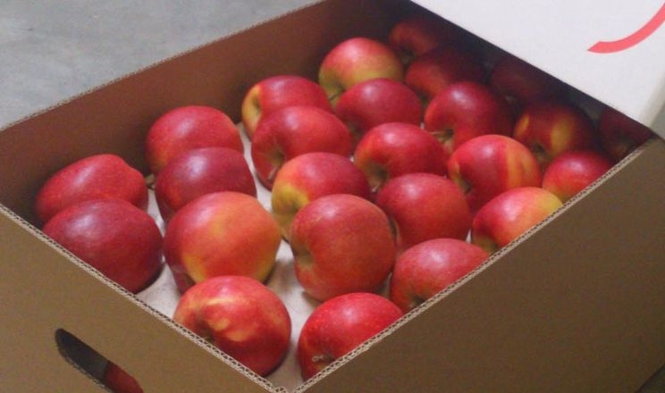 Щоб експортувати яблука за гарною ціною – треба продукція екстракласу