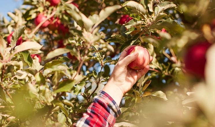 У Польщі критично не вистачає збирачів яблук