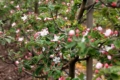 Яблучний сад на Тернопільщині даватиме урожай  до 100 т/га