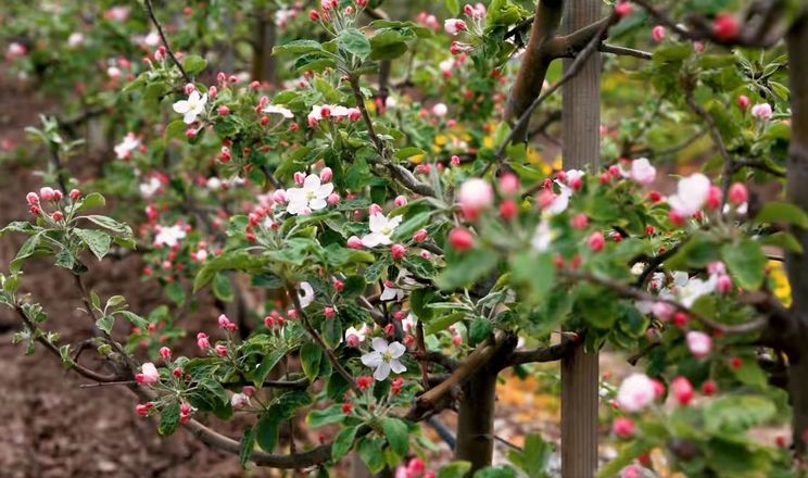 Близькість дерев-запилювачів збільшує вміст кальцію в яблуках