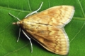 На Одещині почався літ кукурудзяного стеблового метелика