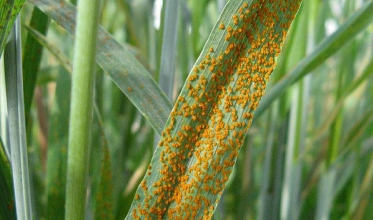 У посівах озимих і ярих зернових фіксують наростання розвитку хвороб