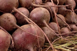 Фермери знижують ціни на столовий буряк через проблеми зі зберіганням