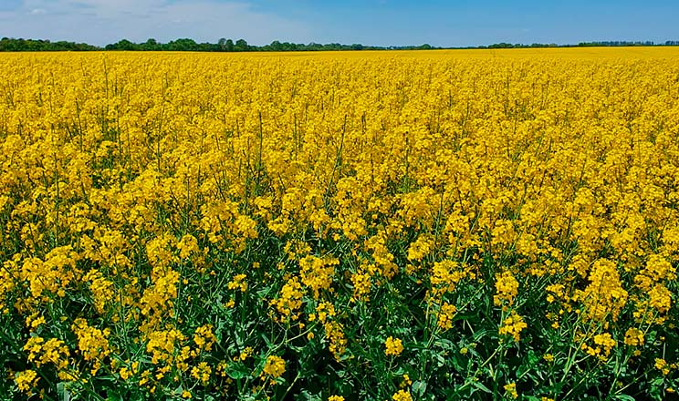 За дотримання технології виробництва сорти ріпаку дають високий урожай, натомість їхня собівартість значно нижча від гібридів
