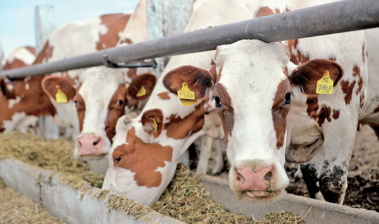 Пероральні кальцієві болюси зменшують вплив гіпокальціємії та покращують продуктивність корів