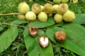 Серцеподібний горіх: декоративний і урожайний