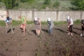 На Кіровоградщині засадили овочами громадські городи