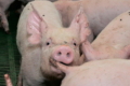 Як швидко заспокоїти свиней за спалаху канібалізму