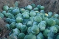 Товарну капусту на Херсонщині фермери викидають на смітник