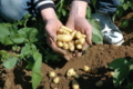 Молоду картоплю Délicatesse висаджують конвеєром з лютого по липень
