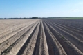 Постраждалий чернігівський фермер отримав насіннєву картоплю на 80 га