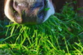 Улітку свіжа трава – дешевий корм для дійних корів