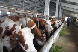 Проєкт «Сімейні молочні ферми» сплатив понад 5 млн грн податків