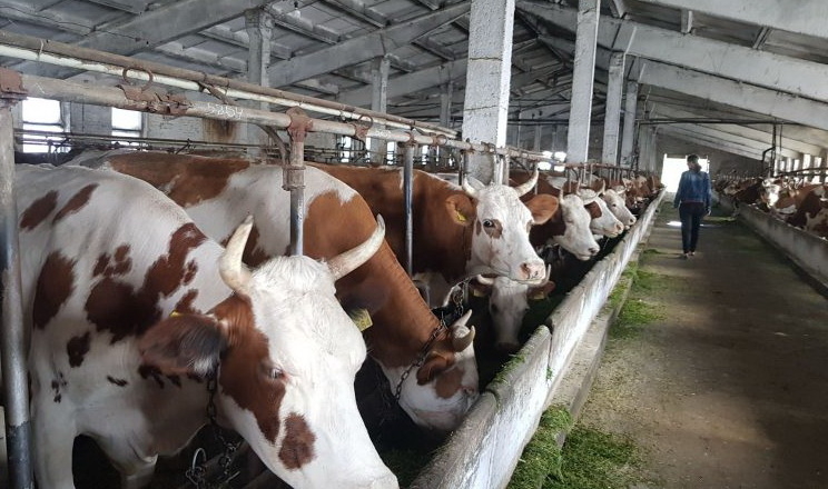 Проєкт «Сімейні молочні ферми» сплатив понад 5 млн грн податків