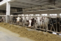 «Нападівське» в середньому отримує від дійної корови 35 л молока