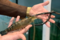 У Білоцерківському агроуніверситеті відкрили лабораторію з вирощування креветки