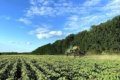Як у господарстві «Курс-Агро» захищають посіви соняшнику