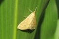 Літ стеблового метелика відбувається в усіх ґрунтово-кліматичних зонах