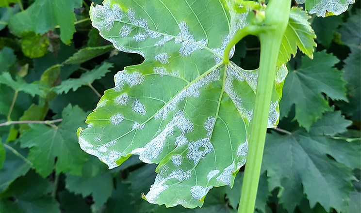 Щоб отримати якісний урожай винограду неможливо обійтися без захисту від мілдью