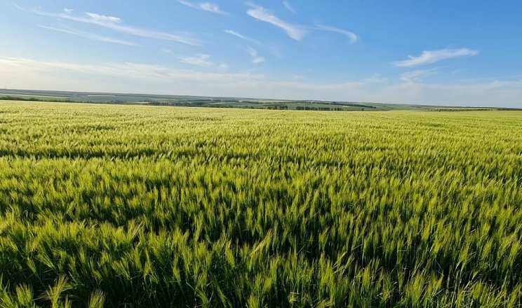 «АгроРось» в озимому клині віддає перевагу зерновим колосовим