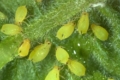 Геліхризова попелиця заселяє до 37% рослин соняшнику
