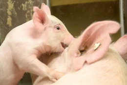 Які чинники провокують некроз вух у свиней