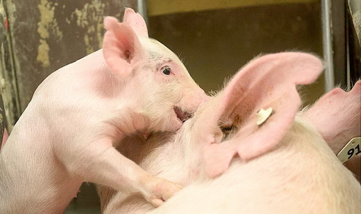 Причиною канібалізму в свиней зрідка буває лише один чинник