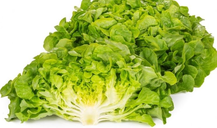 Виведено сорти салату, стійкі до нової раси Fusarium