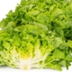 Зберігання салату в холодильнику зменшує ризик зараження E. coli